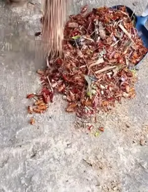 General House Cleaning Fumigation Services