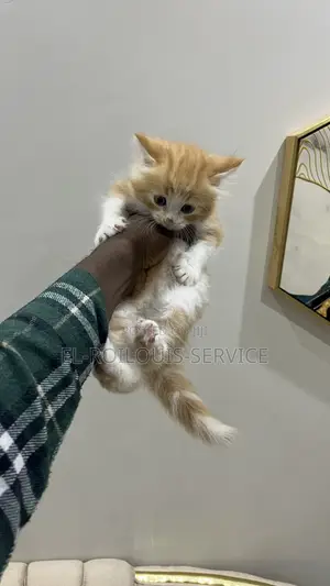 1-3 months Male Purebred Turkish Angora