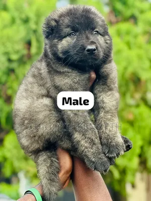 1-3 months Male Purebred Caucasian Shepherd