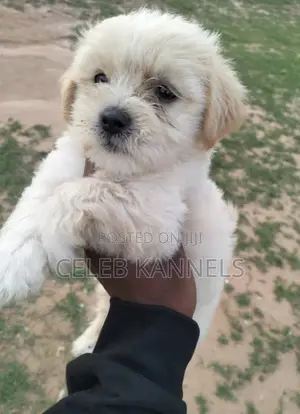 1-3 months Male Purebred Lhasa Apso