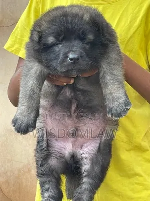 1-3 months Male Purebred Caucasian Shepherd