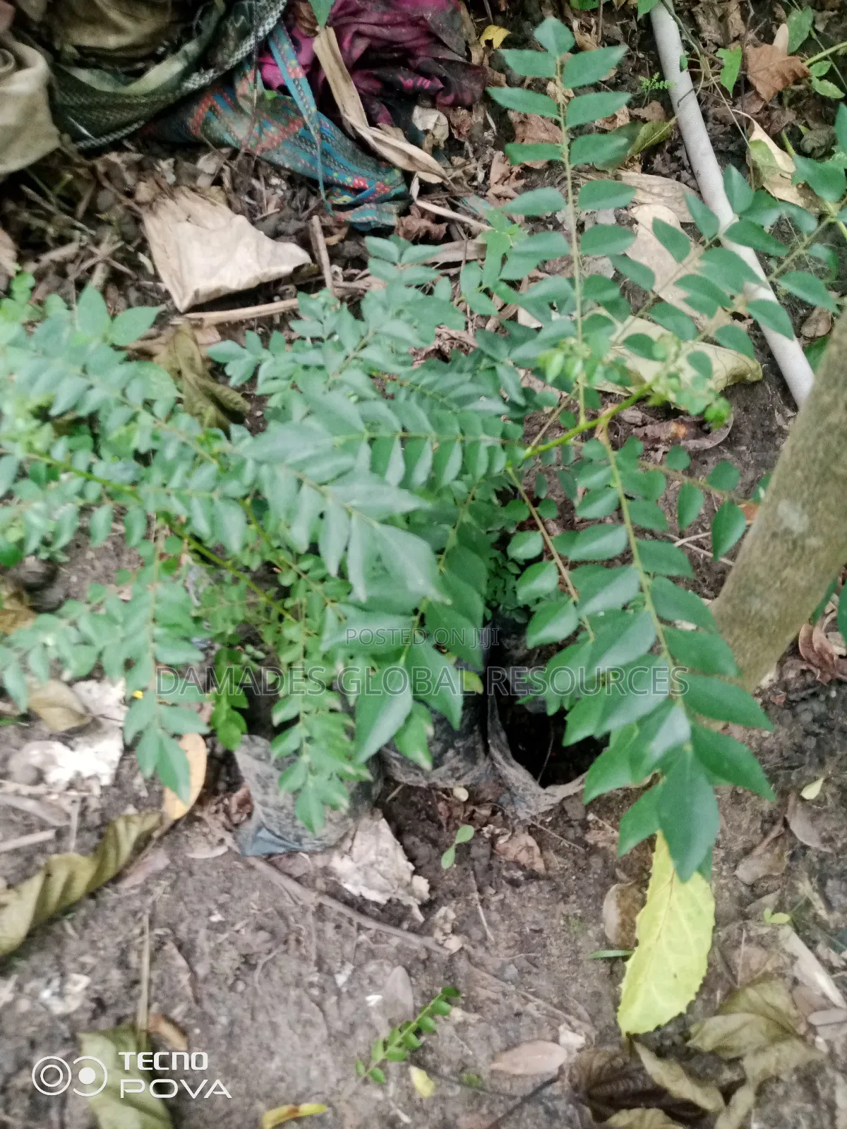 Indian Curry Seedling