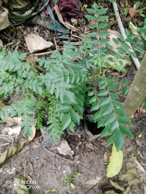 Indian Curry Seedling