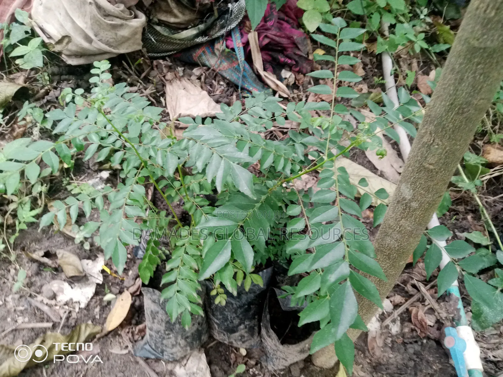 Indian Curry Seedling