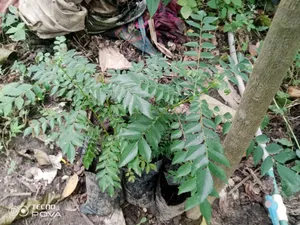 Indian Curry Seedling