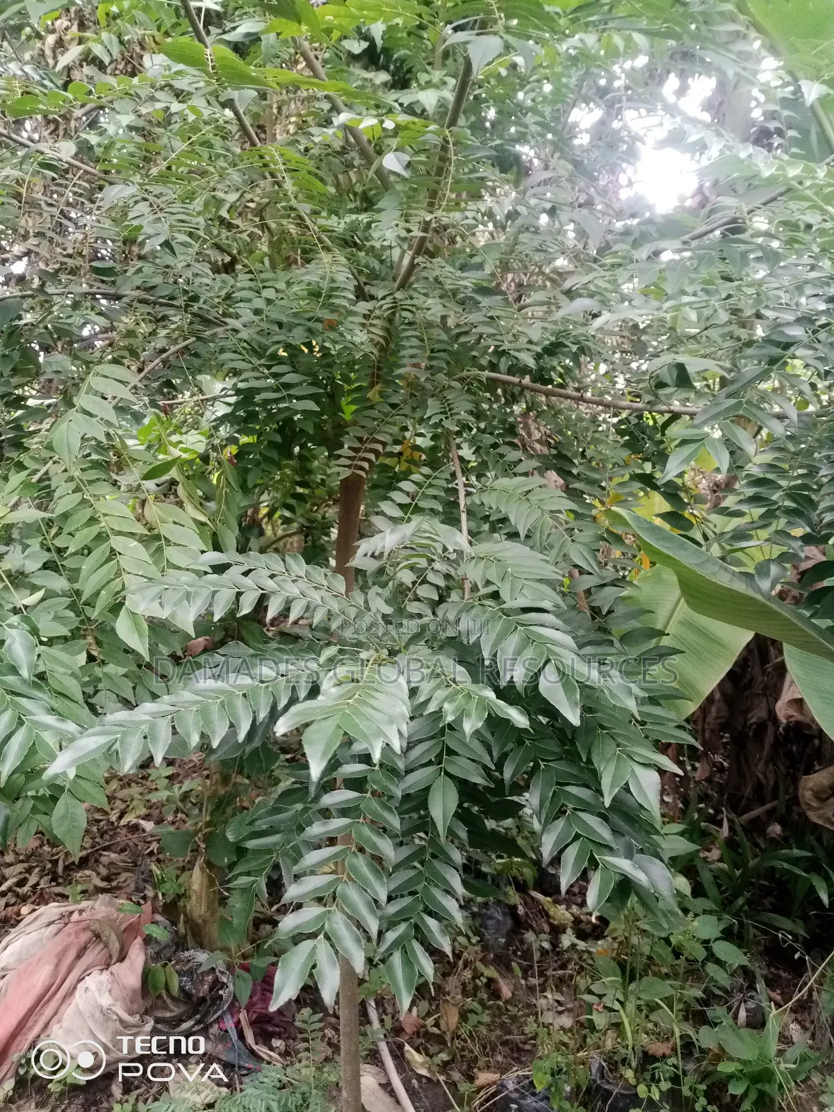 Indian Curry Seedling