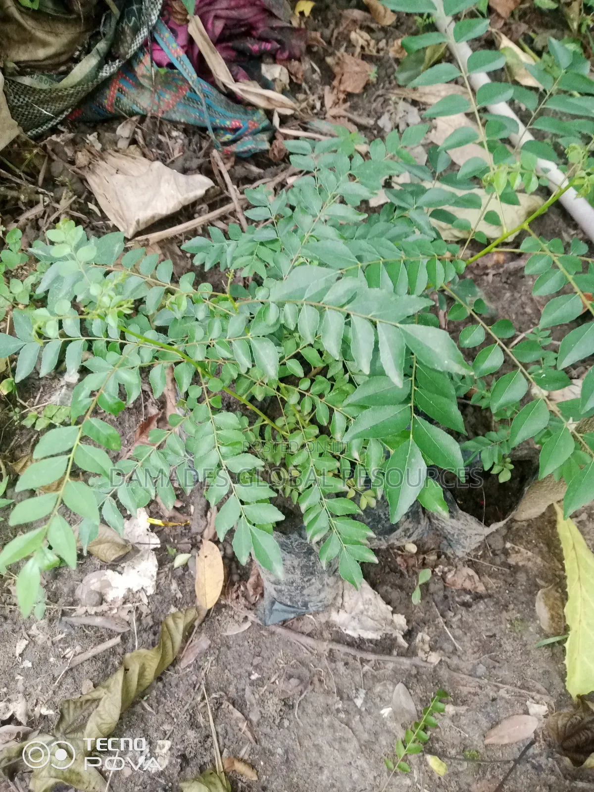 Indian Curry Seedling