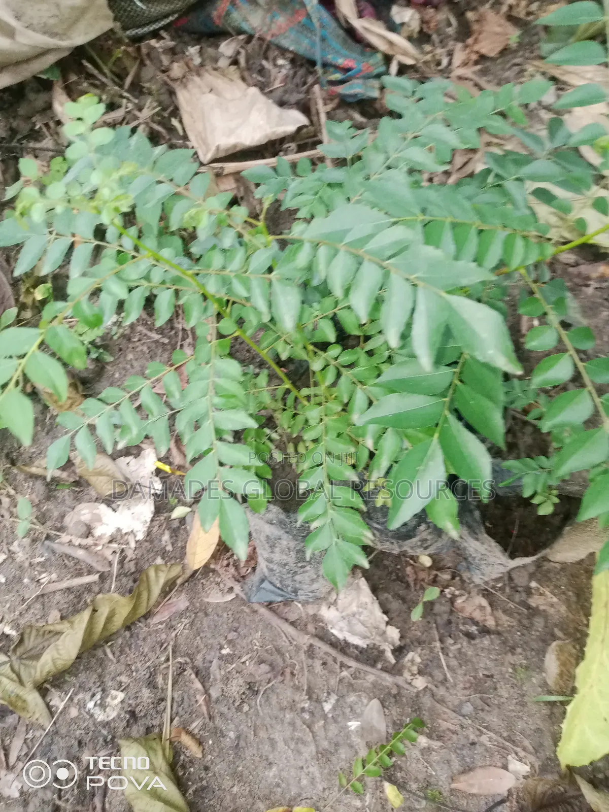 Indian Curry Seedling