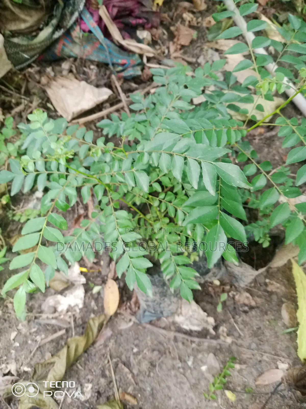 Indian Curry Seedling