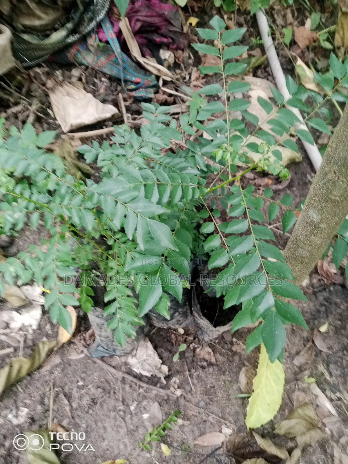 Indian Curry Seedling