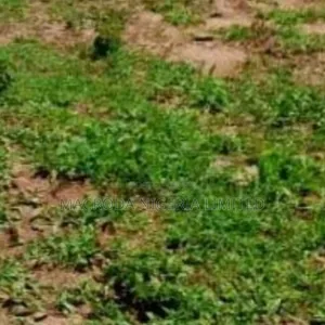 2 Acres of Land Available for Sale