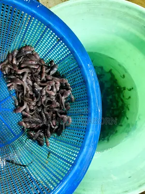 Catfish Seedlings