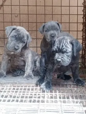0-1 month Male Purebred Cane Corso