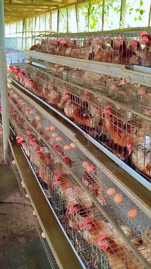 Battery Cage