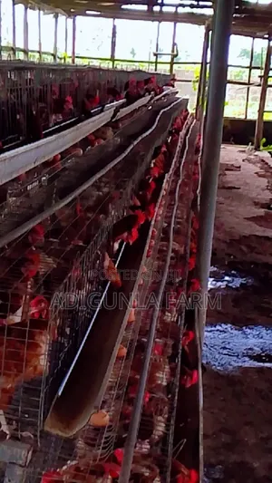Battery Cage