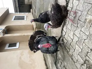 Matured Turkey