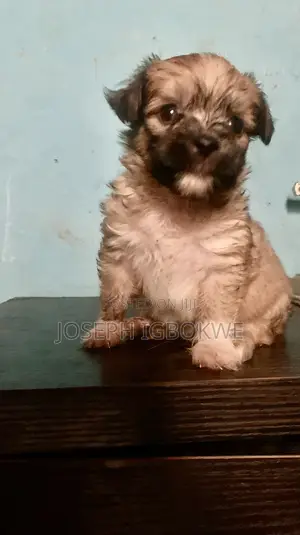1-3 months Male Purebred Lhasa Apso