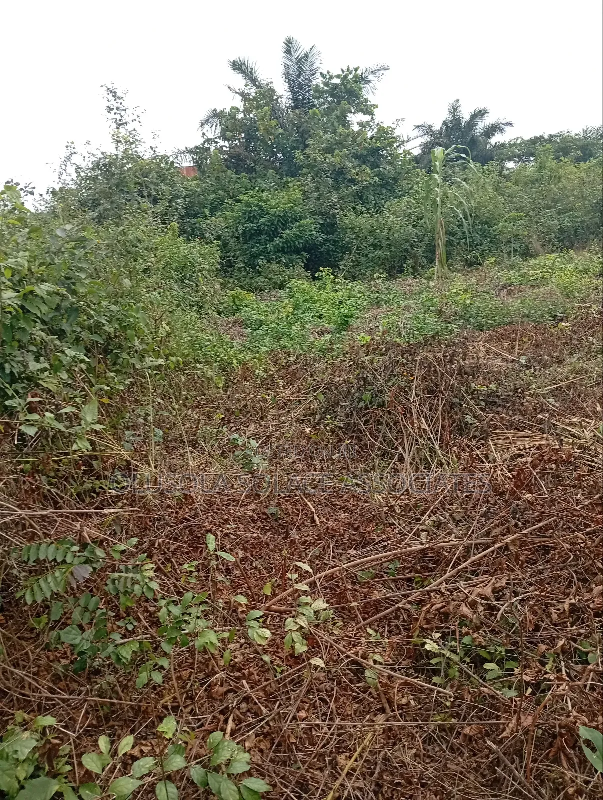 Asipa Ogun State