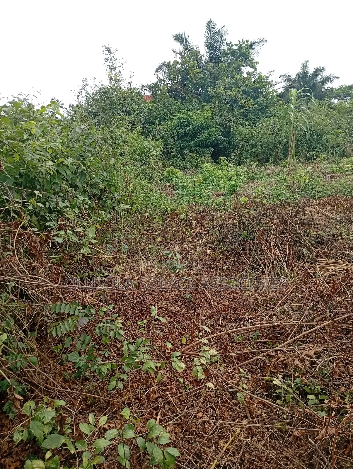 Asipa Ogun State