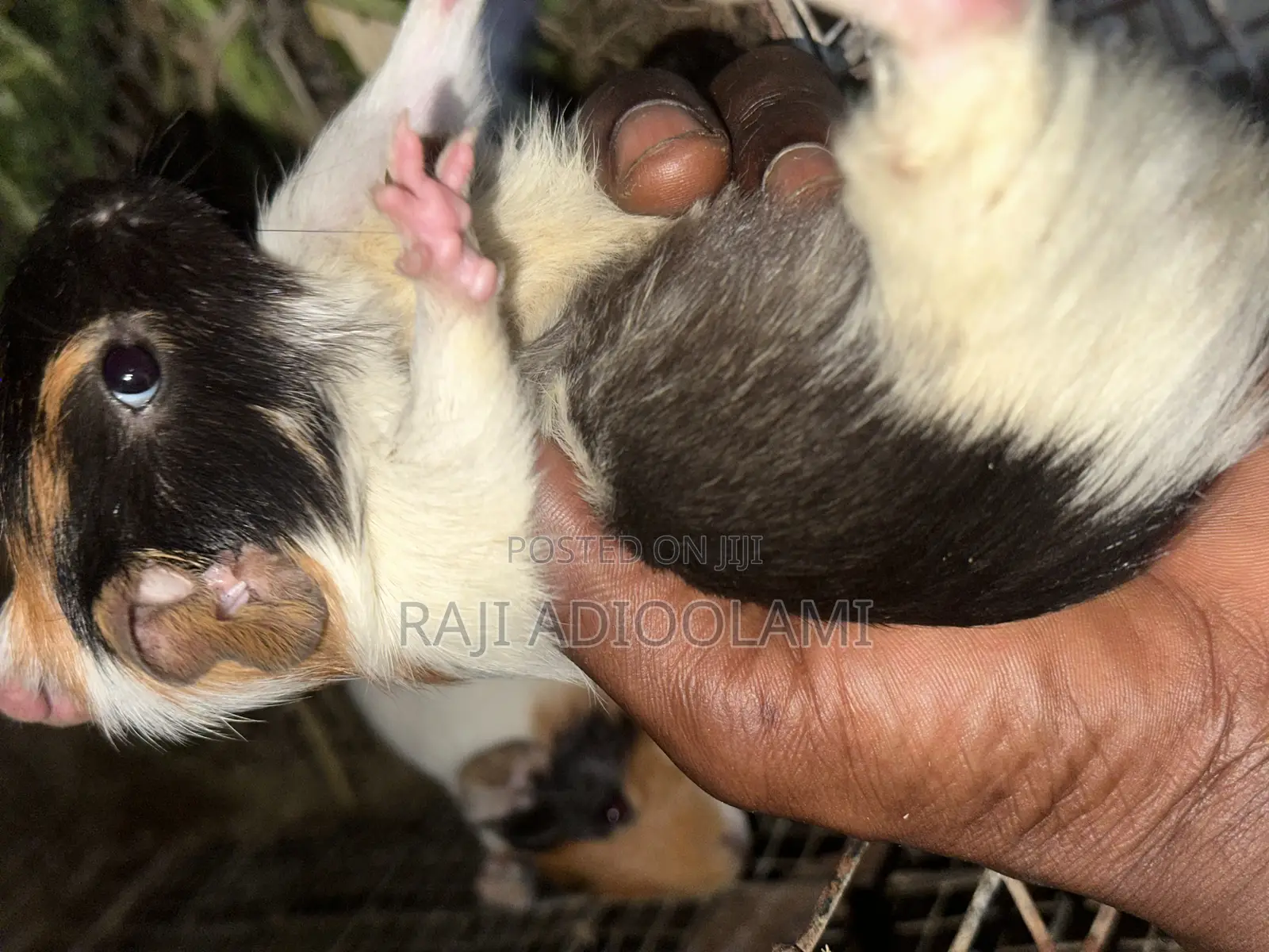 Guinea Pigs