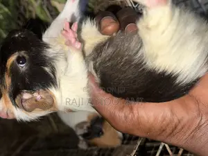 Male Guinea Pigs