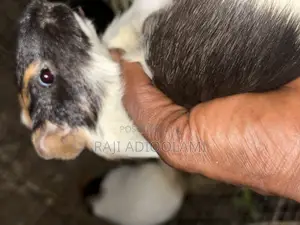 Guinea Pigs