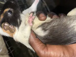 Guinea Pigs