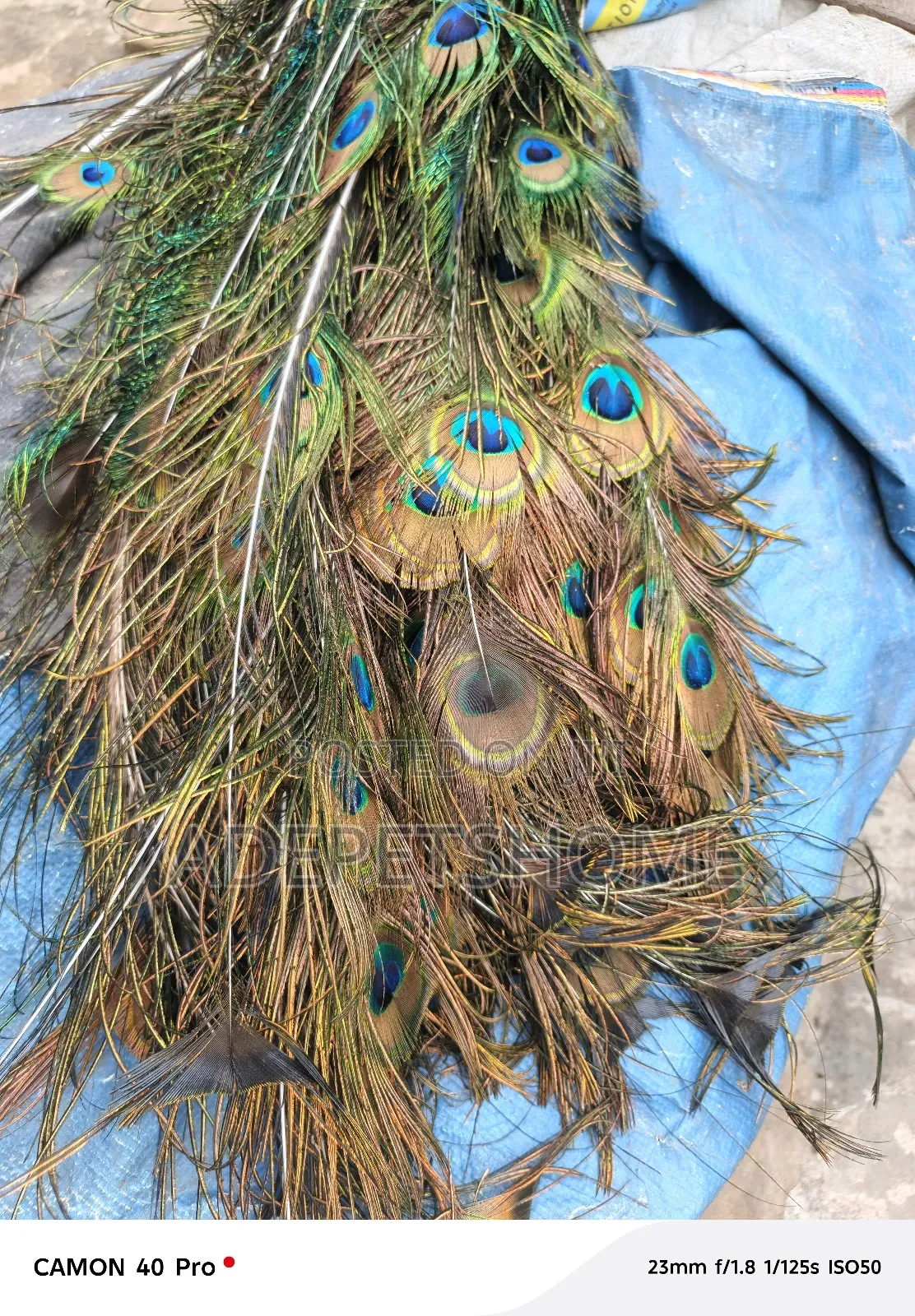 Peacock Feathers