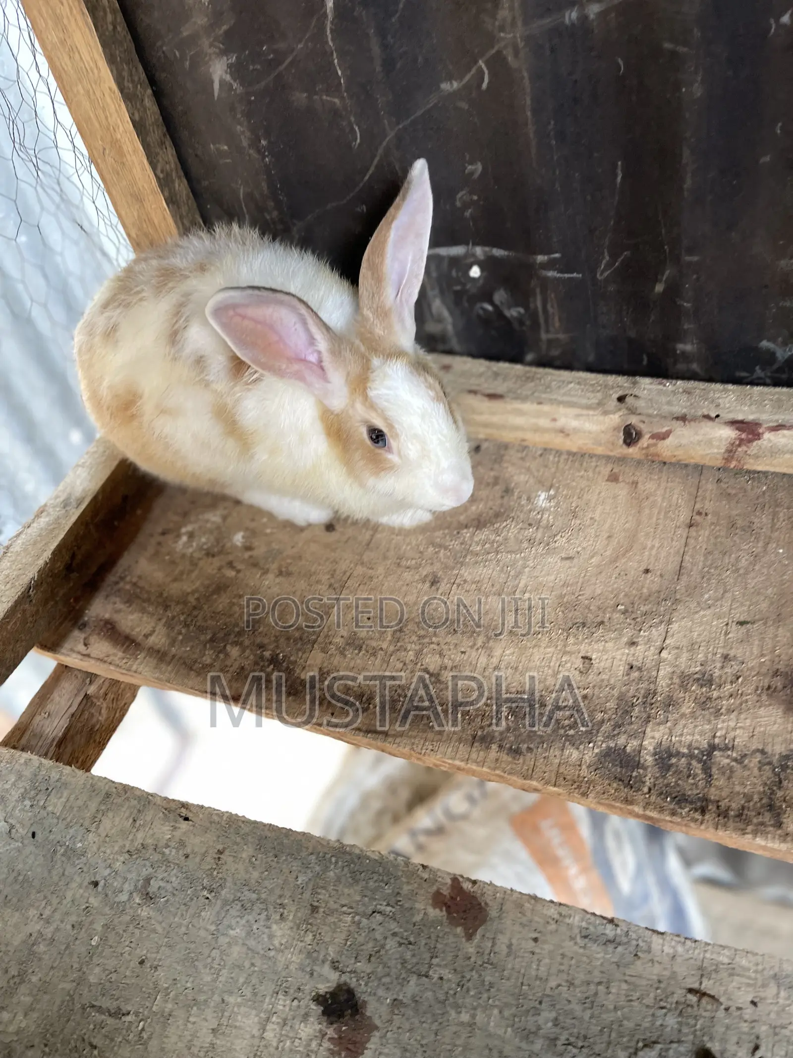 Foreign Rabbit for Sale ( New Zealand Giant , Chinchilla ,Angora , Etc ...