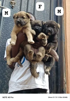 1-3 months Female Purebred Caucasian Shepherd