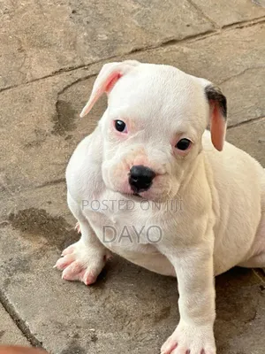 1-3 months Female Purebred American Bulldog