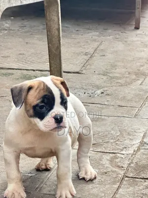 1-3 months Female Purebred American Bulldog