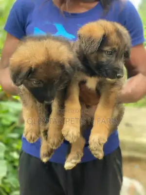 0-1 month Female Purebred German Shepherd