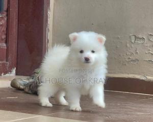 Samoyed Pomeranian Pomeranian Eskimo Mix For Sale White Mini