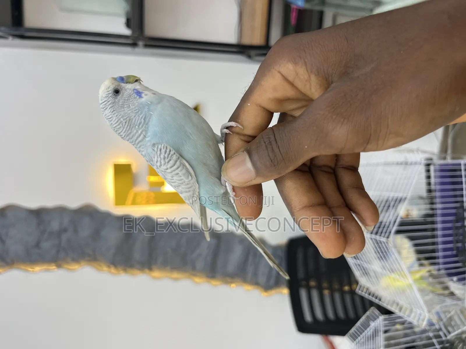 Budgie Parrot
