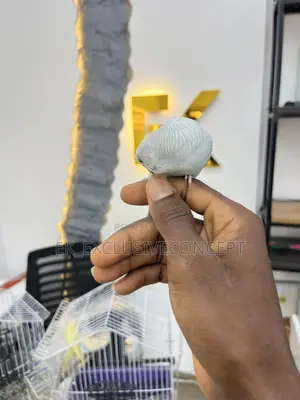 Budgie Parrot