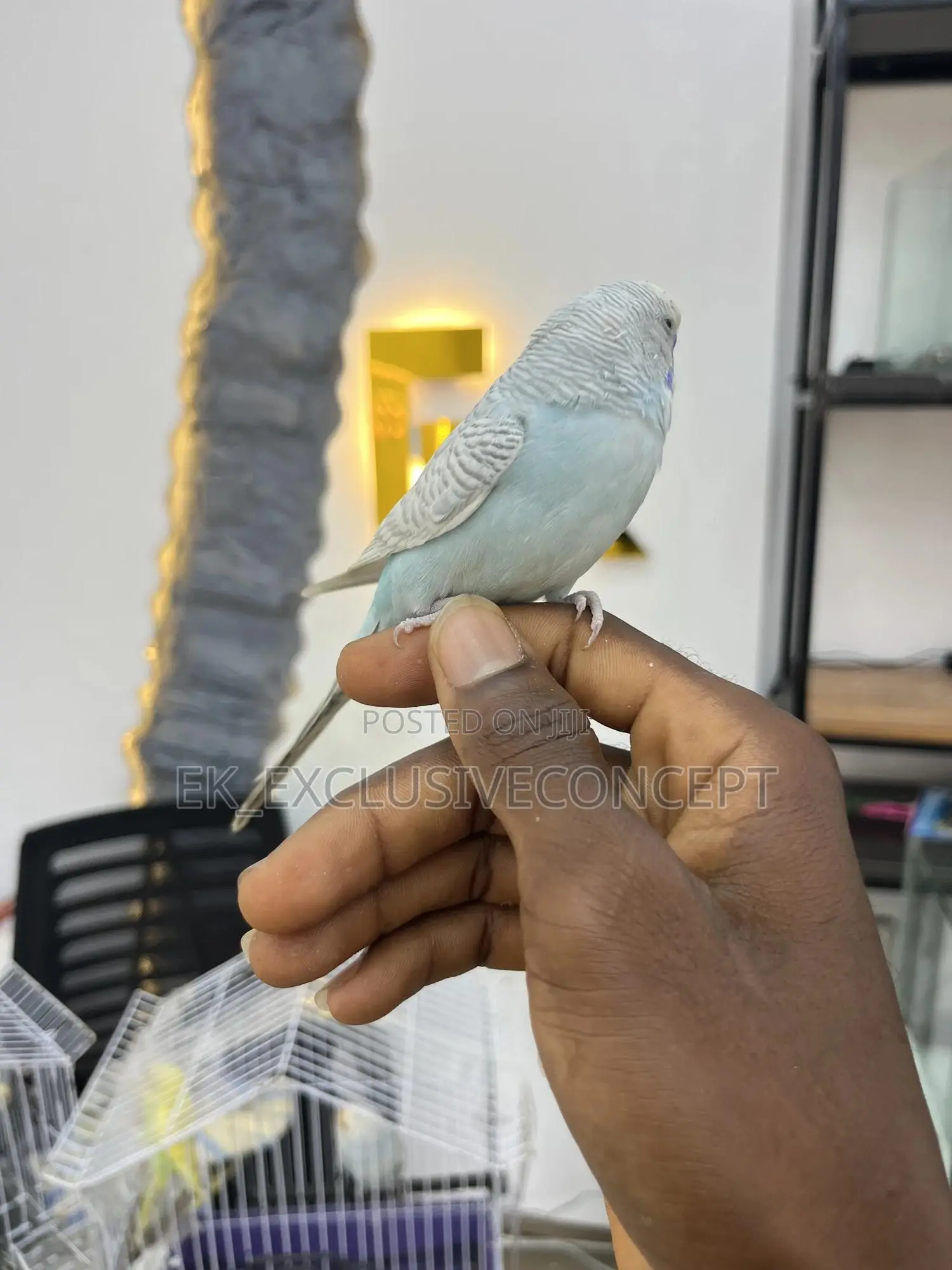 Budgie Parrot