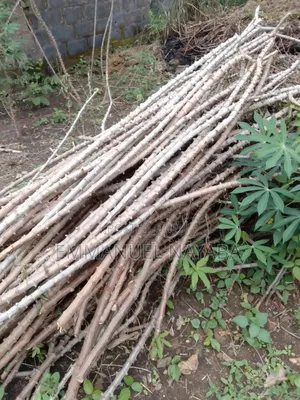 Cassava Stem