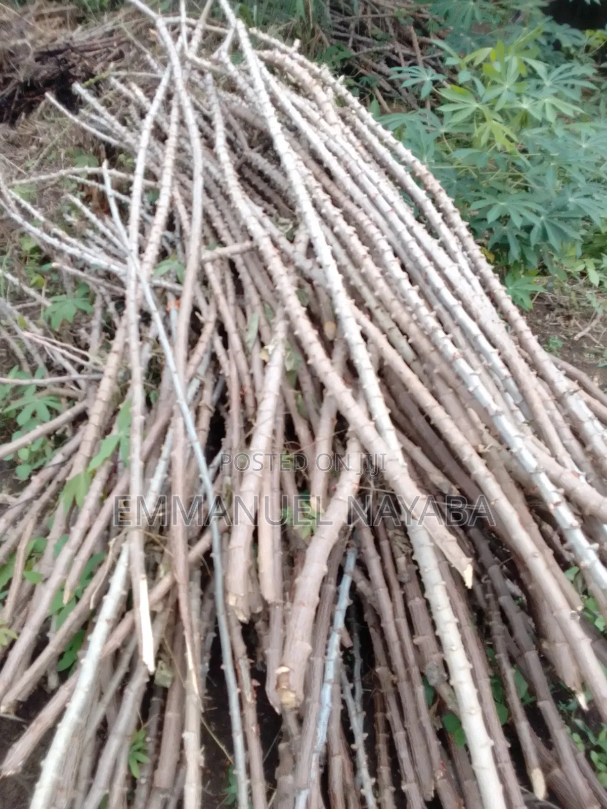 Cassava Stem