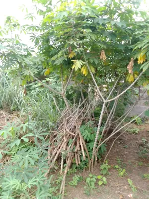 Cassava Stem