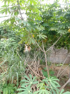 Cassava Stem