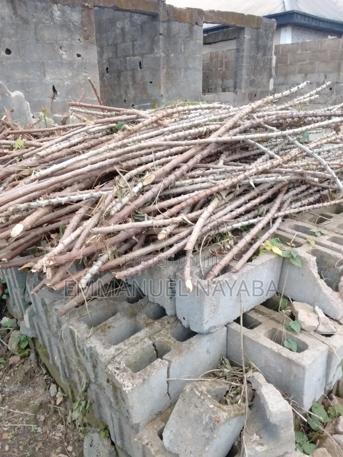 Cassava Stem