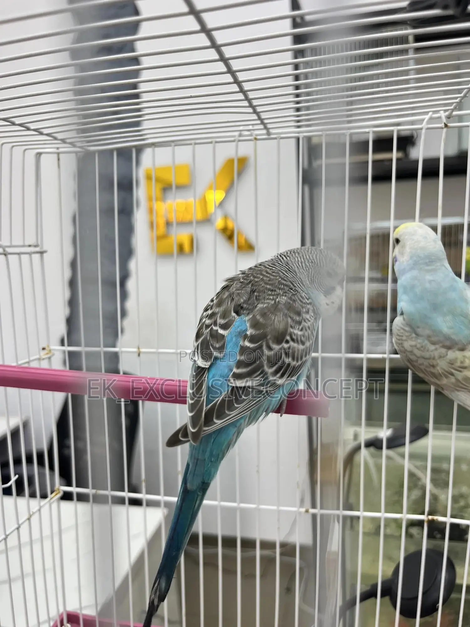 Blue Budgie Parrot