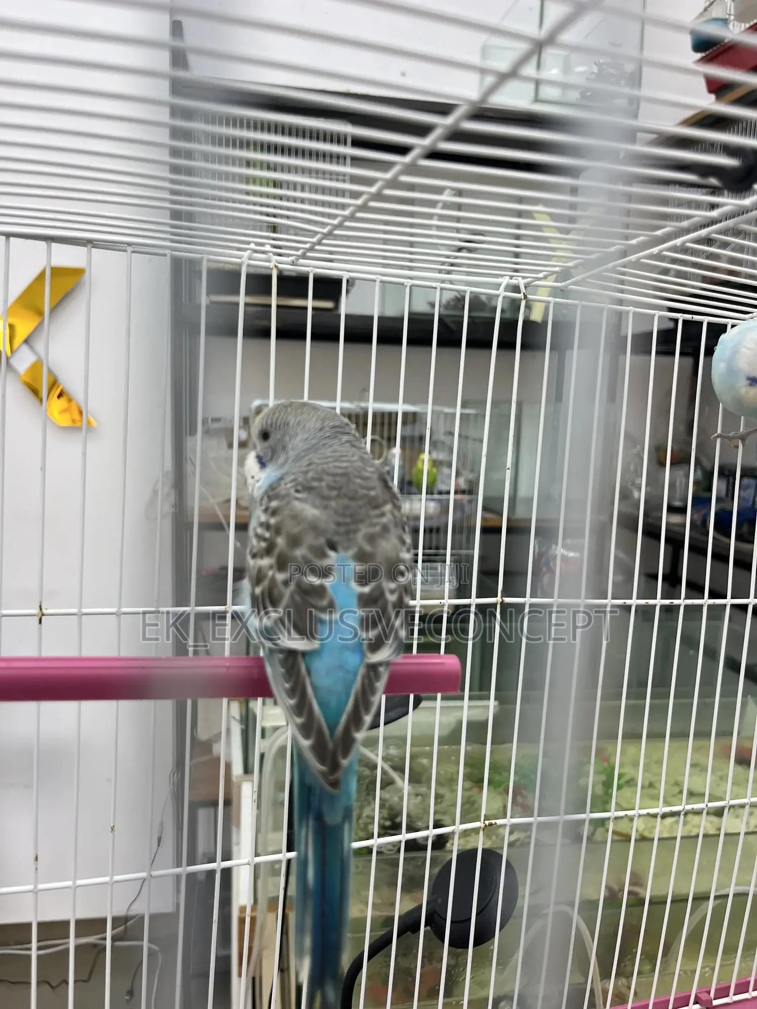 Blue Budgie Parrot