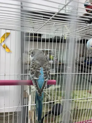 Blue Budgie Parrot
