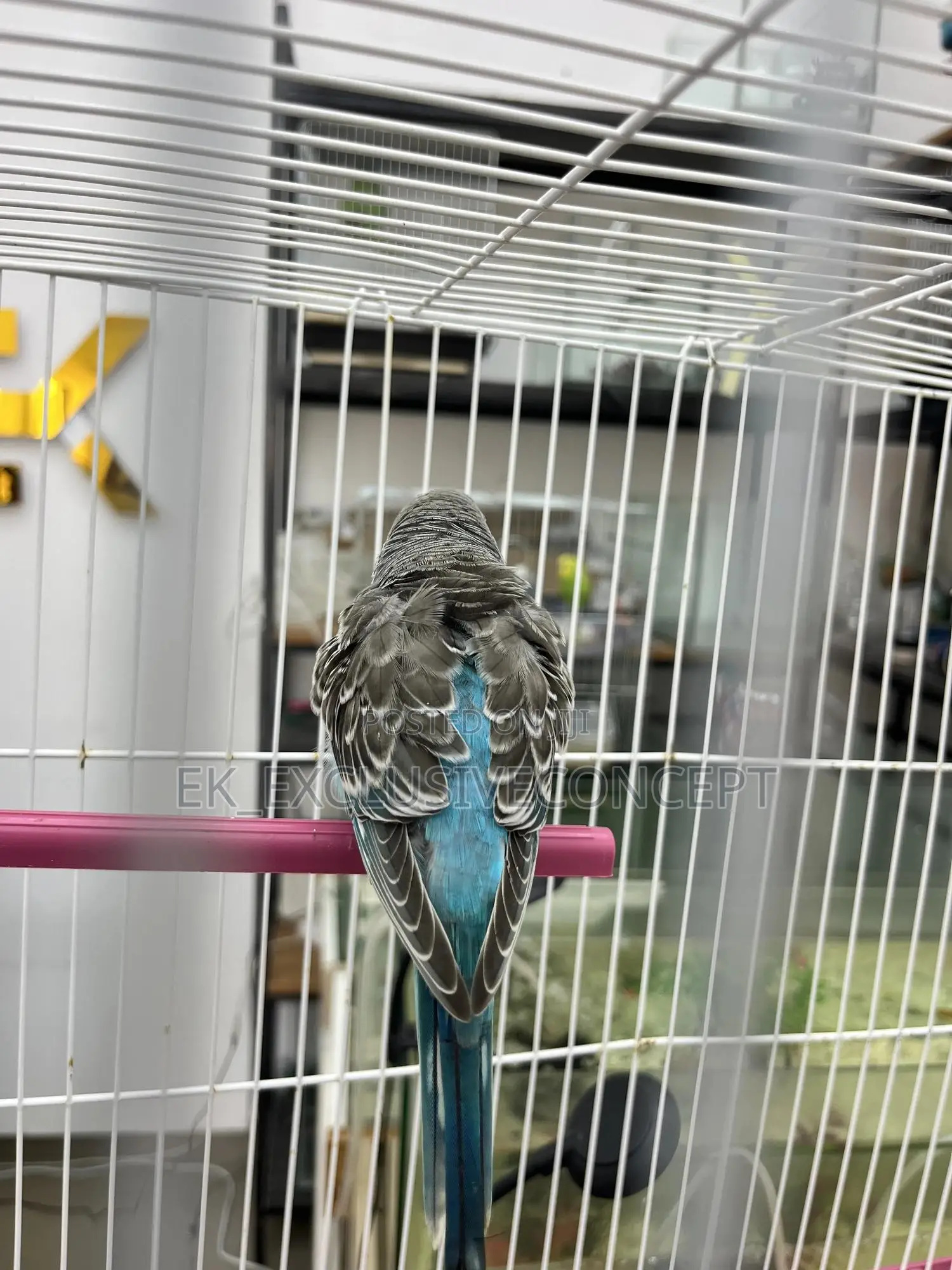 Blue Budgie Parrot