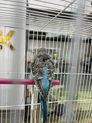 Blue Budgie Parrot