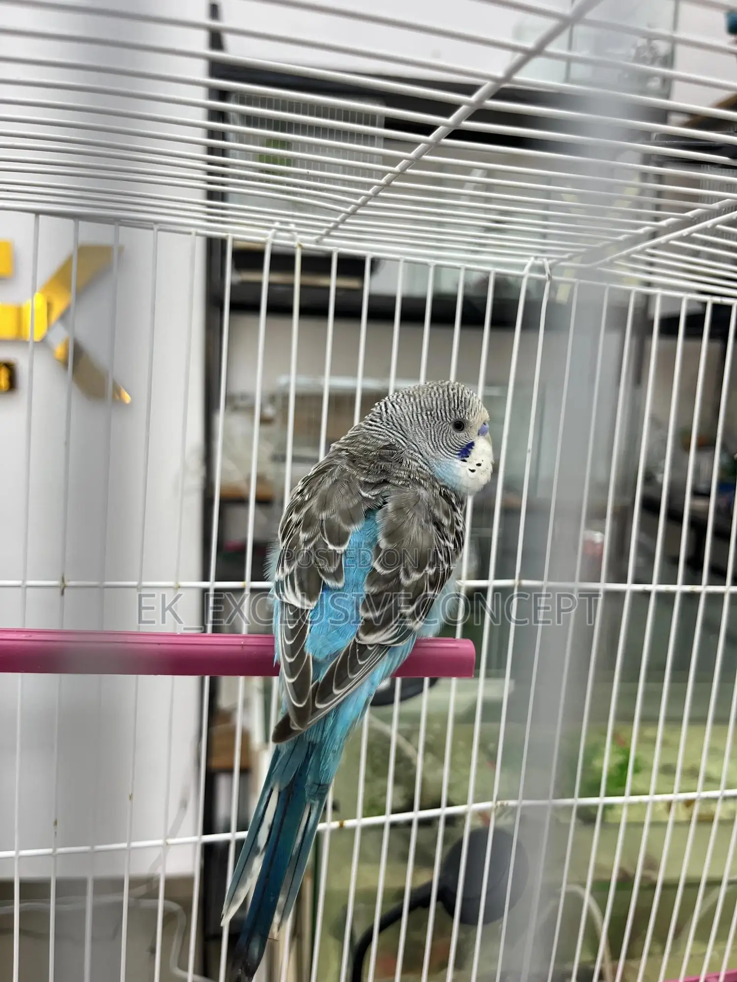 Blue Budgie Parrot