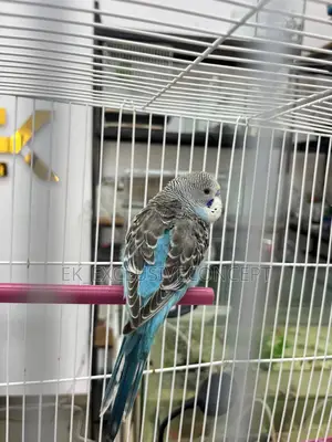Blue Budgie Parrot