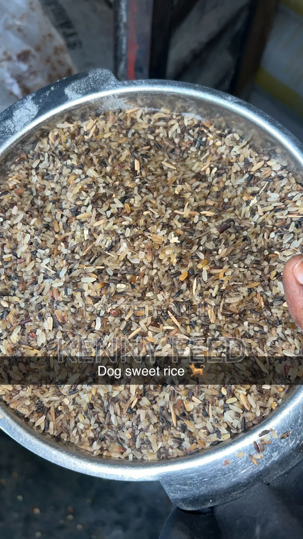 Dog Sweet Rice